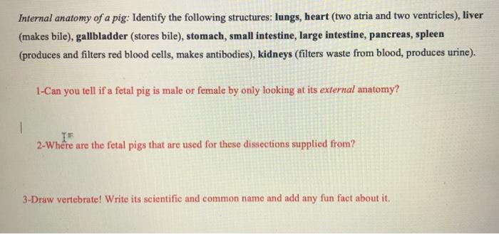 Solved Internal anatomy of a pig: Identify the following | Chegg.com