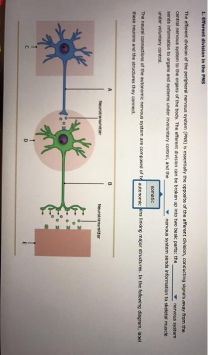 Solved The efferent division of the peripheral nervous | Chegg.com