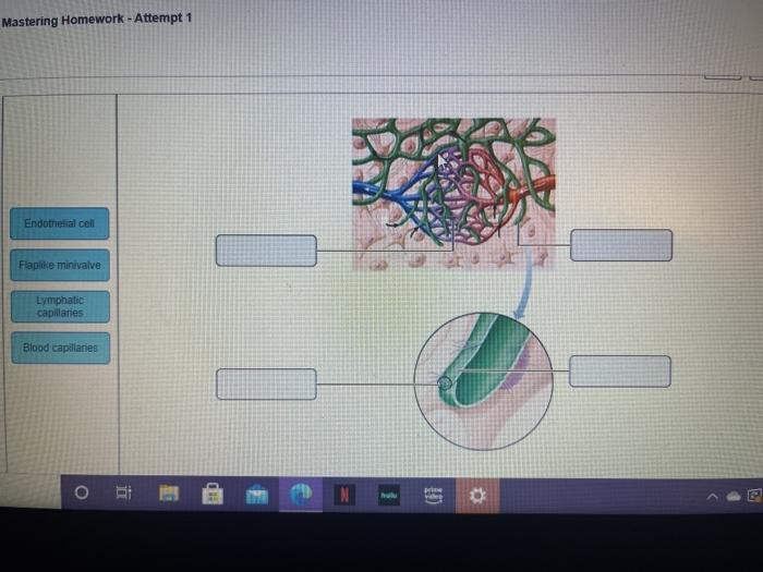 Solved Mastering Homework - Attempt 1 Endothelial cell | Chegg.com