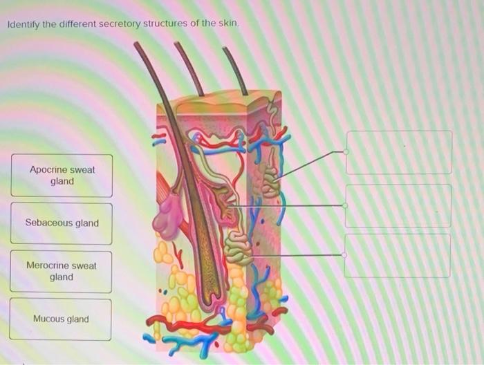 Solved Identify The Different Secretory Structures Of The 