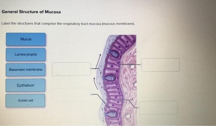 mucous membrane diagram