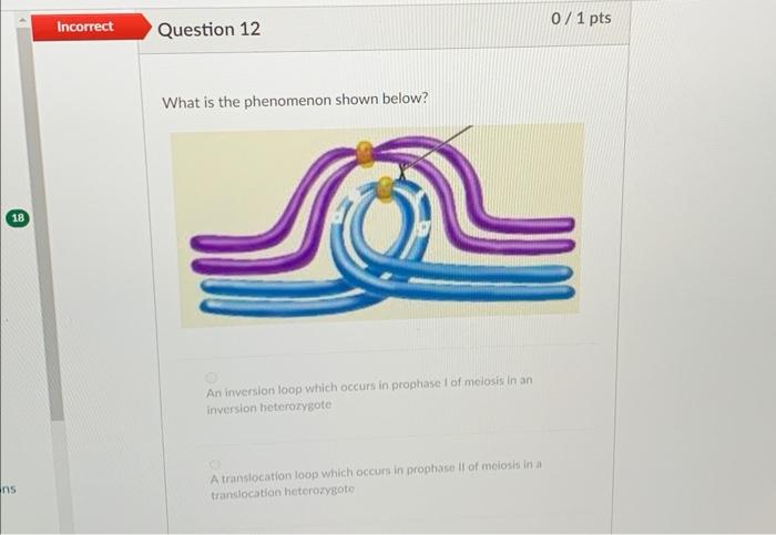 Solved What is the phenomenon shown below? An inversion loop | Chegg.com