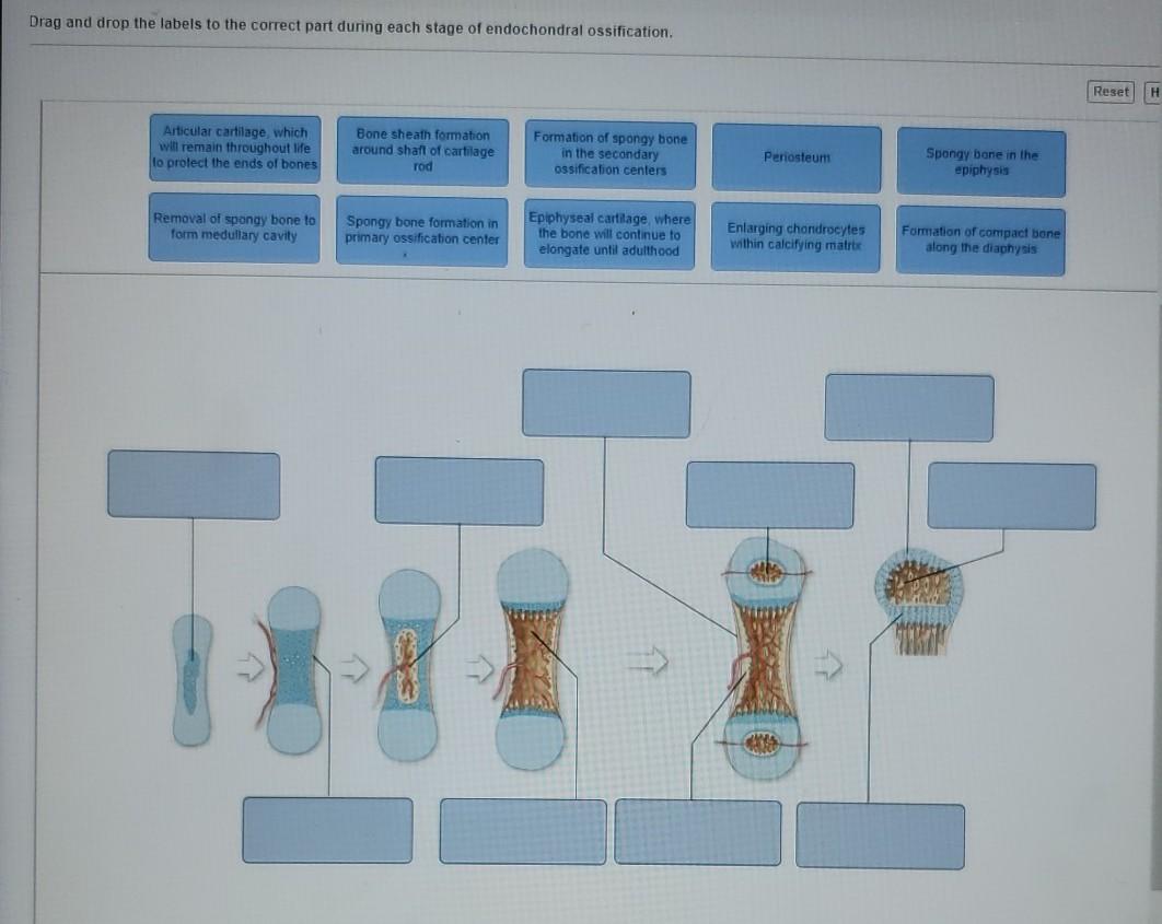 Solved Drag and drop the labels to the correct part during