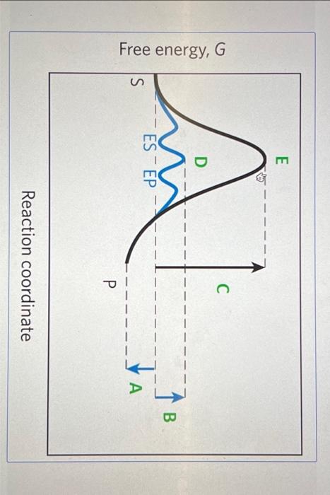 Free energy, G Reaction coordinate | Chegg.com