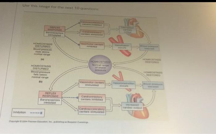 Solved regurgitation of blood from the left ventricle into | Chegg.com