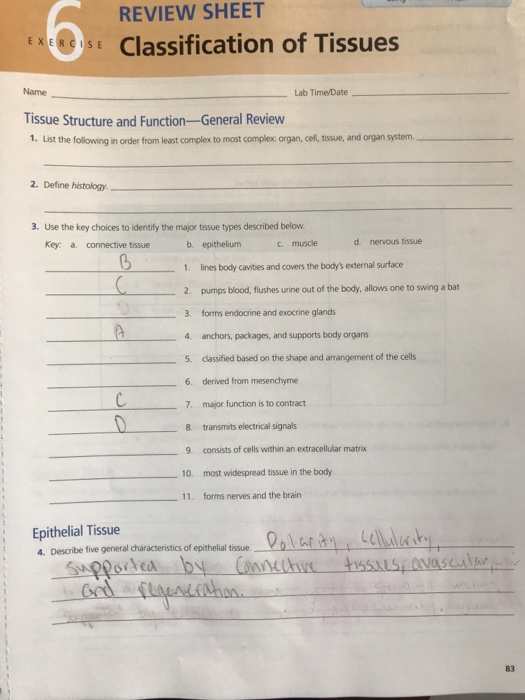 Review Sheet Rose Classification Of Tissues Name Lab Chegg 