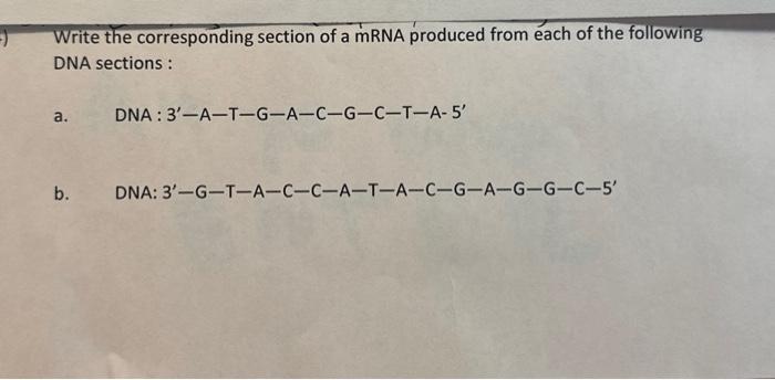 Solved Write the corresponding section of a mRNA produced | Chegg.com