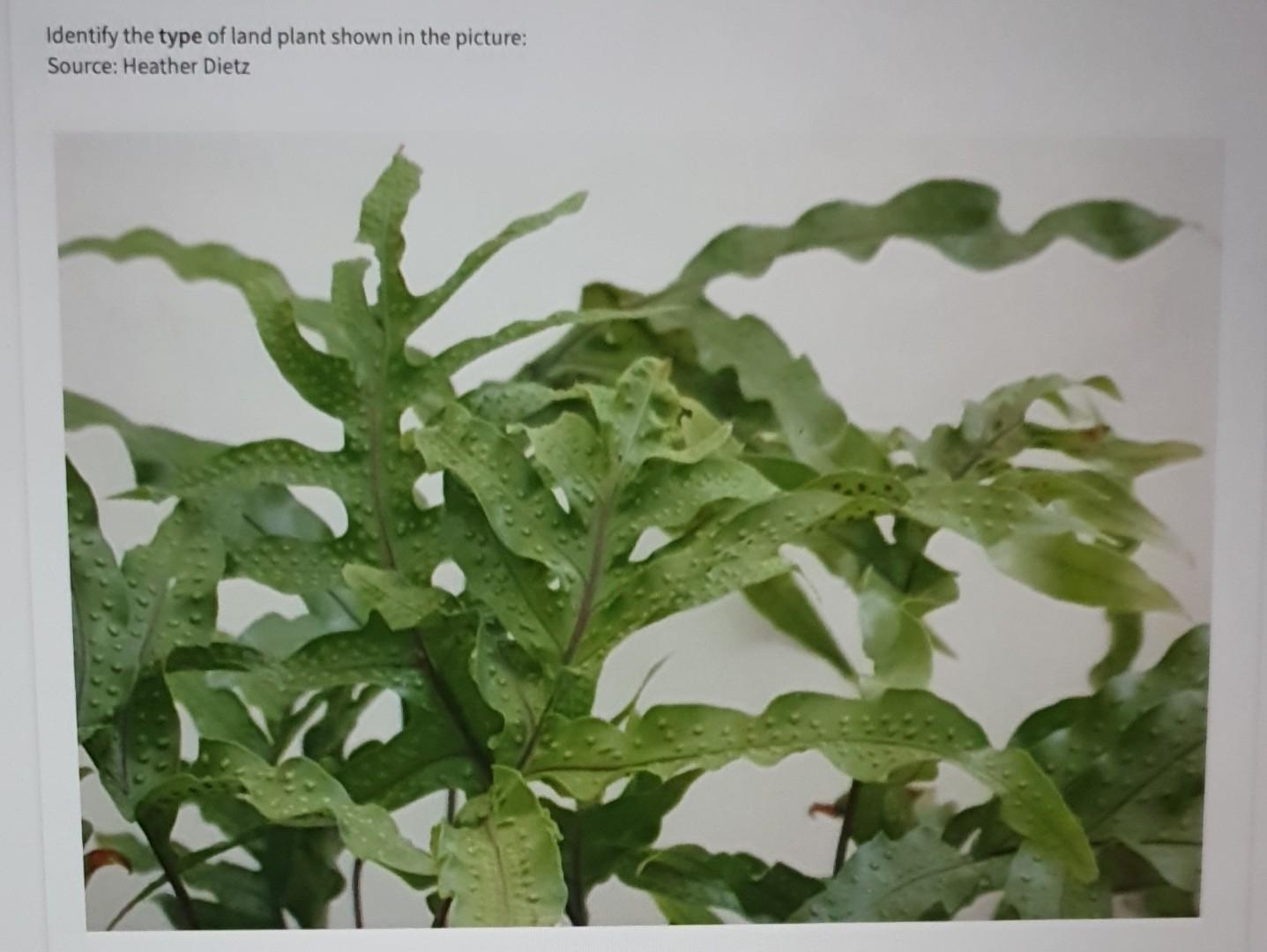 Identify the type of land plant shown in the picture:
Source: Heather Dietz