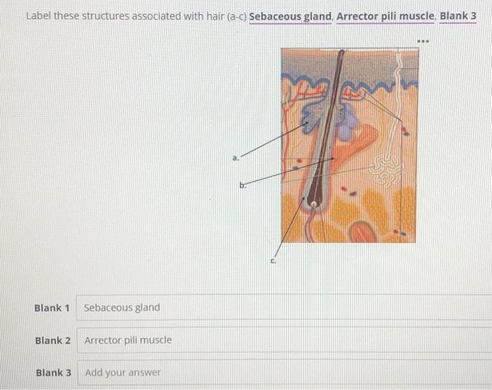 Solved Label these structures associated with hair (a-c) | Chegg.com