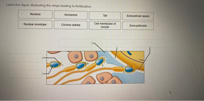 Solved Label the events occurring as sperm cells approach an | Chegg.com