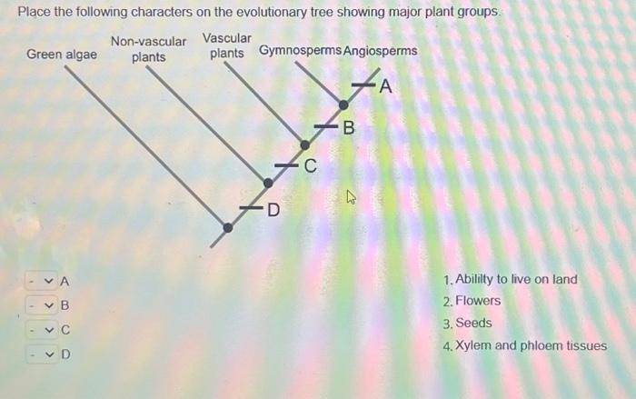 Solved Place The Following Characters On The Evolutionary Chegg Com