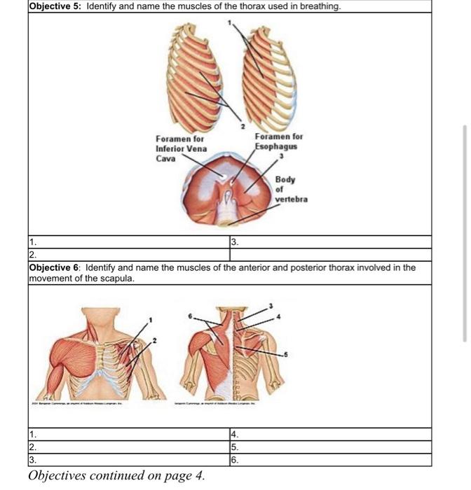 Solved Objective 6: Identify and name the muscles of the | Chegg.com