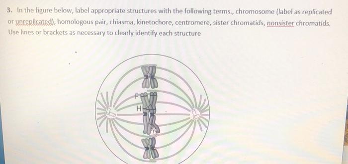 Solved 3. In the figure below, label appropriate structures | Chegg.com