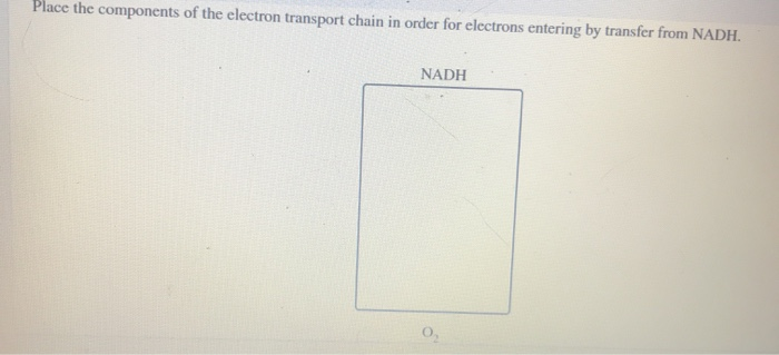 Place the components of the electron transport chain | Chegg.com