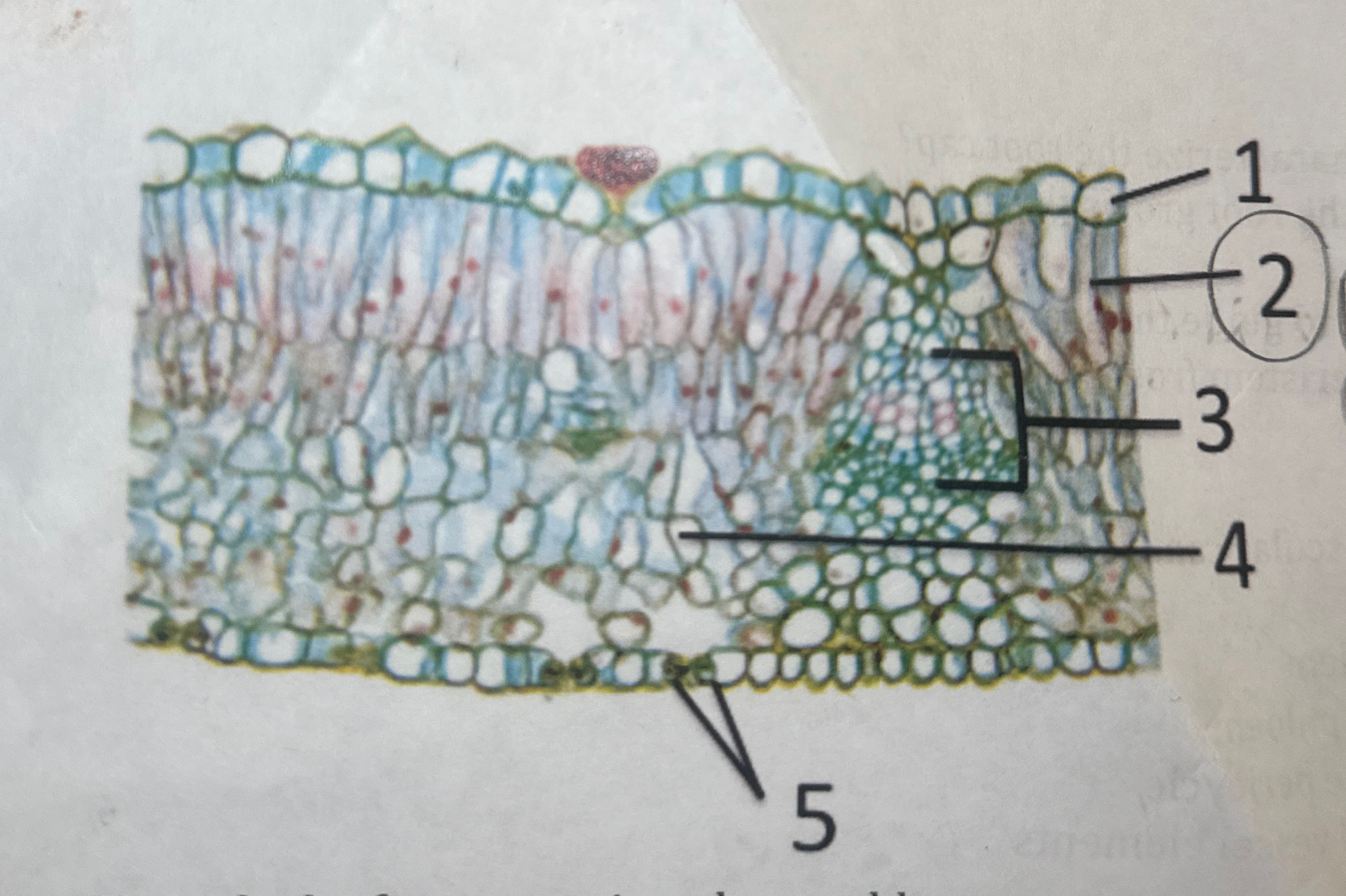 Solved what is the primary function of the structure labeled | Chegg.com