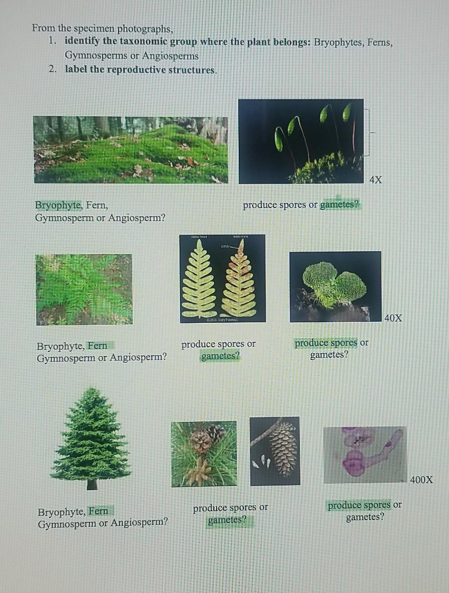 Solved From the specimen photographs, 1. identify the | Chegg.com