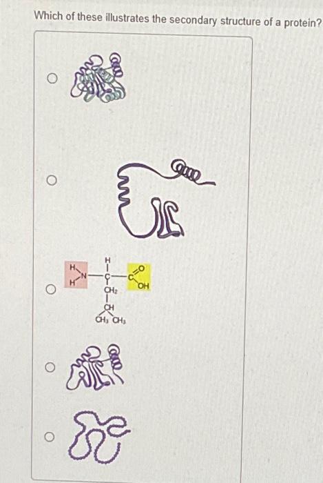 Solved Which of these illustrates the secondary structure of | Chegg.com