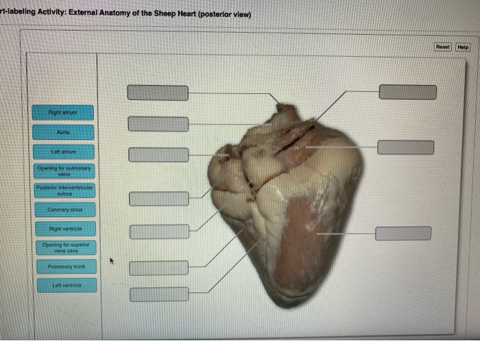 Solved Rt Labeling Activity External Anatomy Of The Shee Chegg Com