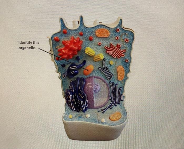 Solved Identify this organelle. | Chegg.com