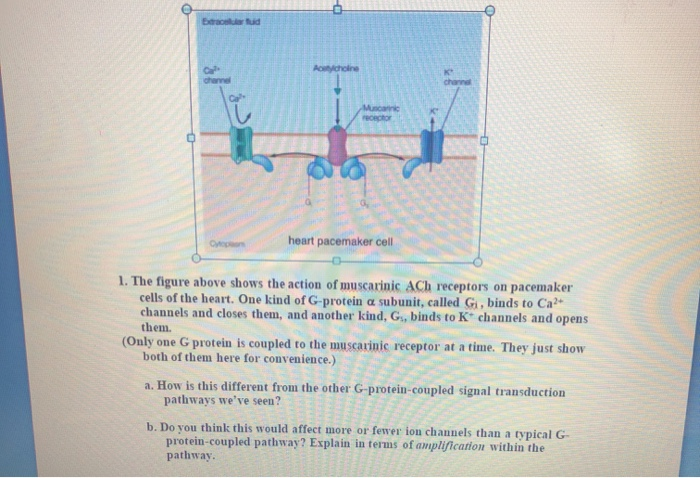 Solved ES 5 DE heart pacemaker cell 1. The figure above | Chegg.com