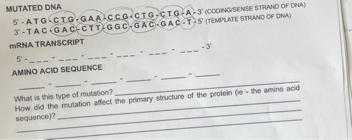 Solved MUTATED DNA 5’ - A T G C T G-GAA-C C G-C T G-CT | Chegg.com