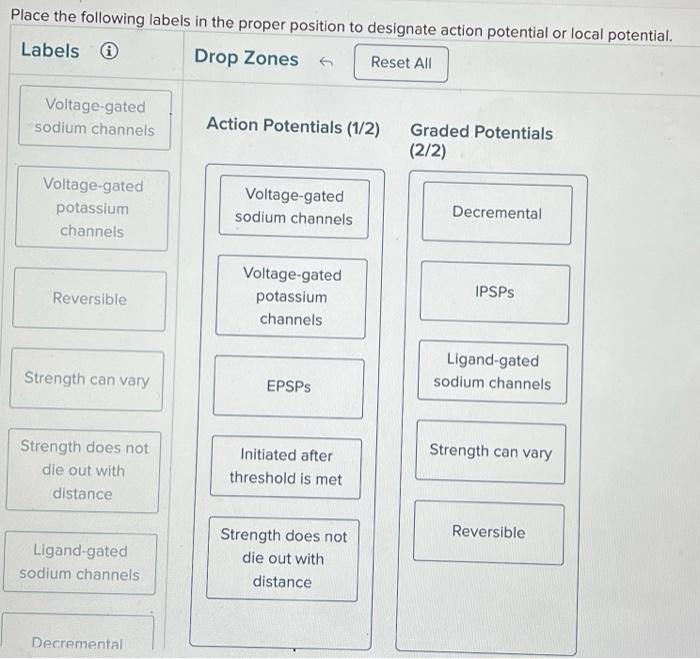 local field potential vs action potential