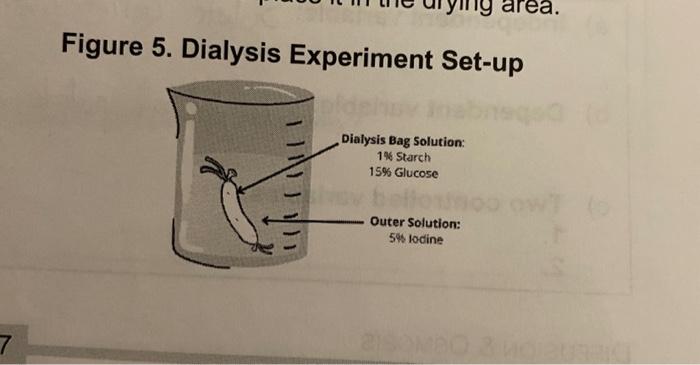 in the dialysis bag experiment quizlet