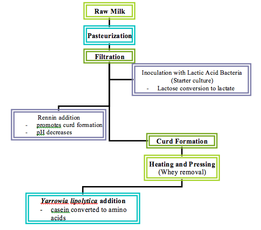 Cheese Manufacturing Process Flow Chart
