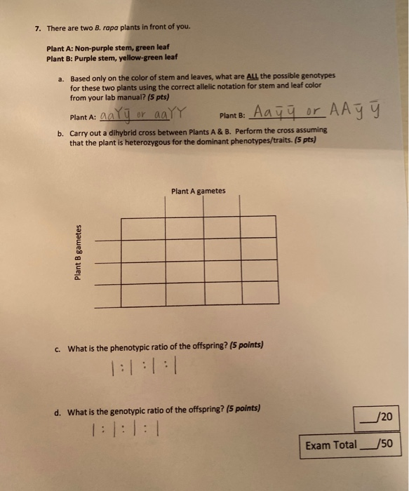 7 There Are Two B Rapa Plants In Front Of You P Chegg Com