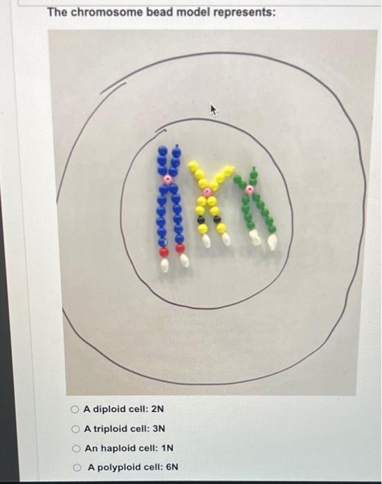 Solved The chromosome bead model represents: A diploid cell: | Chegg.com