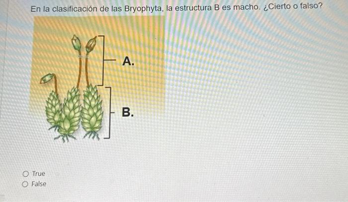 En la clasificación de las Bryophyta, la estructura B es macho. ¿Cierto o falso? True False