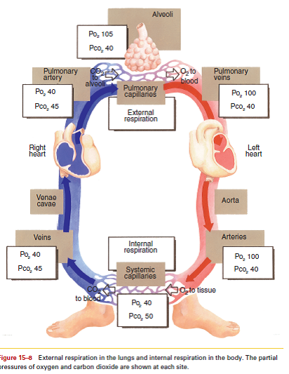 Solved: In external respiration, describe the movement of oxygen ...