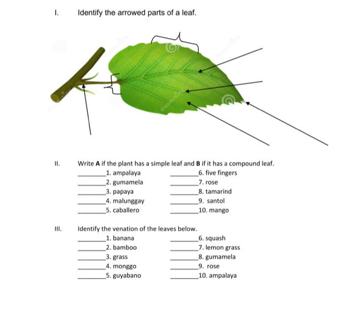 Solved 1. Identify the arrowed parts of a leaf. Green II.