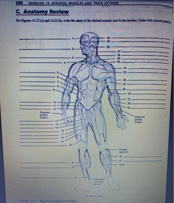 Solved 234 EXERCISE 14 SKELETAL MUSCLES AND THEIREACTIONS C. | Chegg.com
