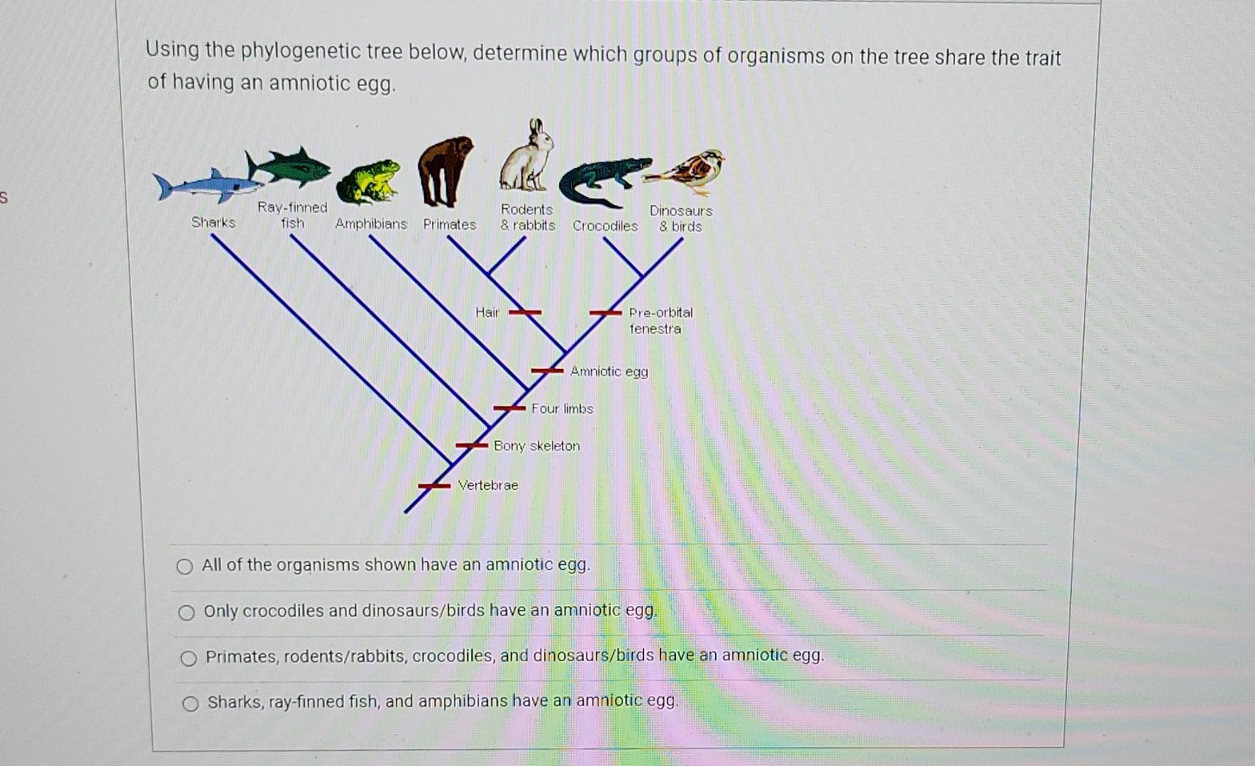 Solved Using the phylogenetic tree below, determine which | Chegg.com