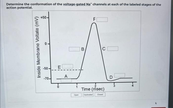 Solved Determine the conformation of the voltage-gated | Chegg.com