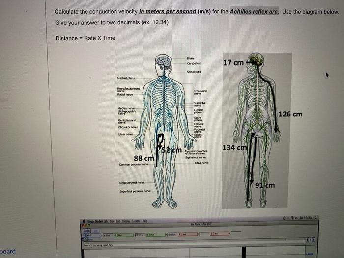 Calculate the conduction velocity in meters per | Chegg.com