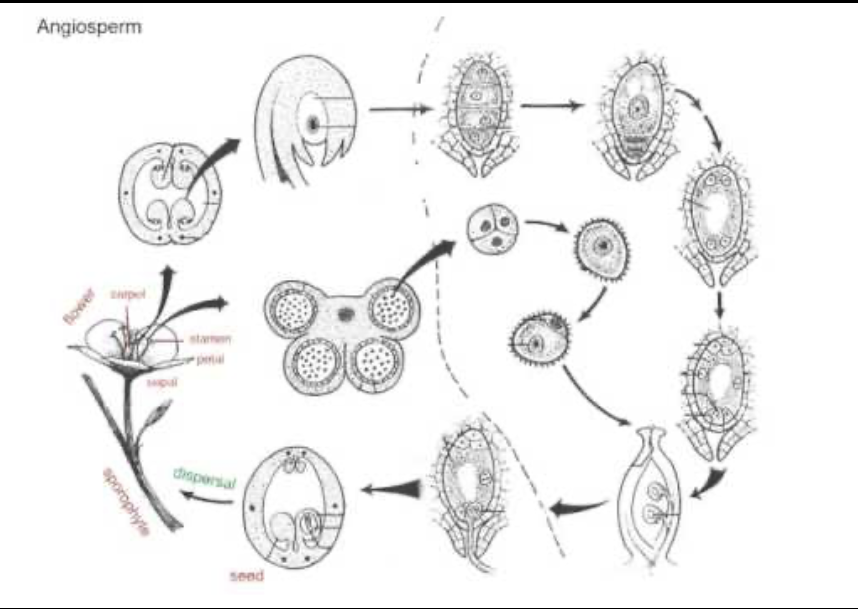 Solved what is the ploidy of each structure in an angiosperm | Chegg.com