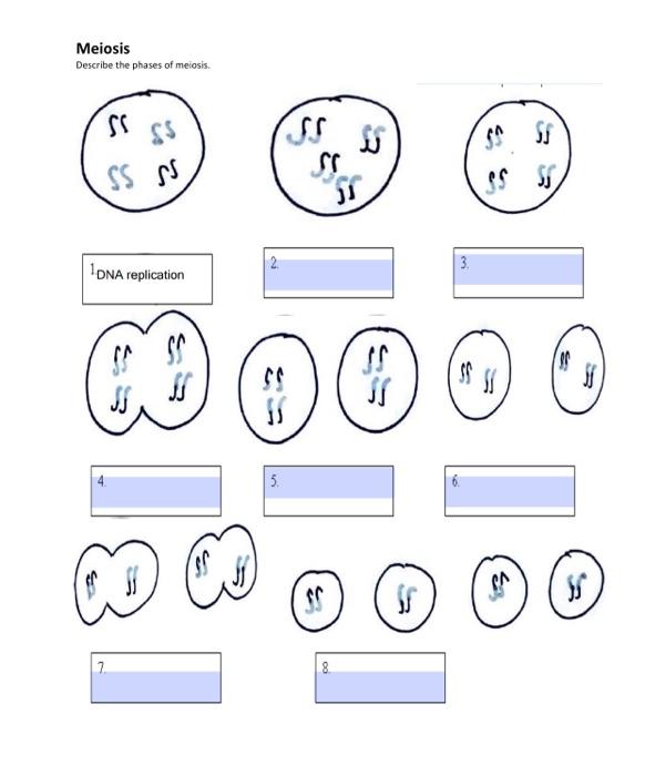 Label The Stages Of Mitosis Meiosis Describe The 