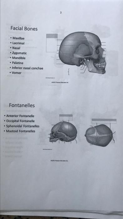 occipital bone landmarks