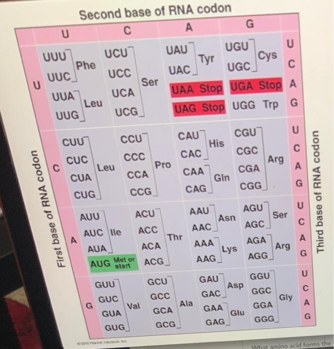 Solved Below is the NONtemplate (coding) strand of a gene