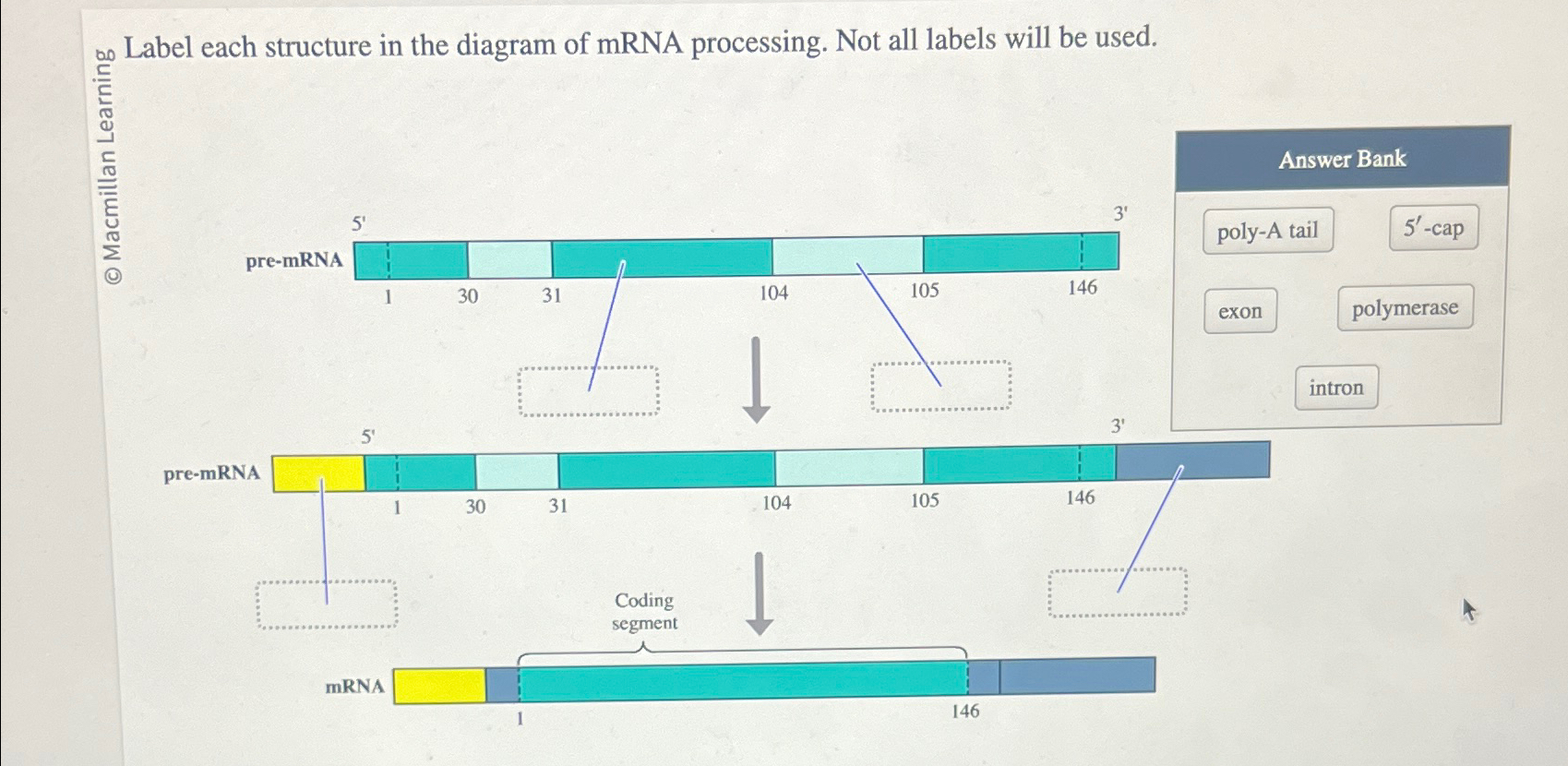 Solved no Label each structure in the diagram of mRNA | Chegg.com