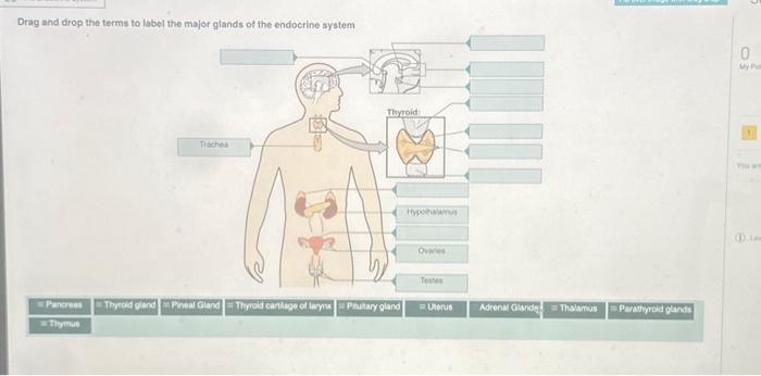 Solved Drag and drop the terms to label the major glands of | Chegg.com