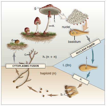 Solved: Label this diagram of the life cycle of a mushroom. | Chegg.com