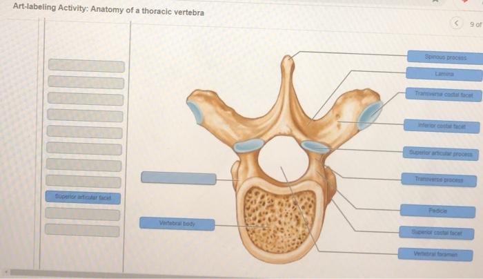 labeled thoracic vertebrae