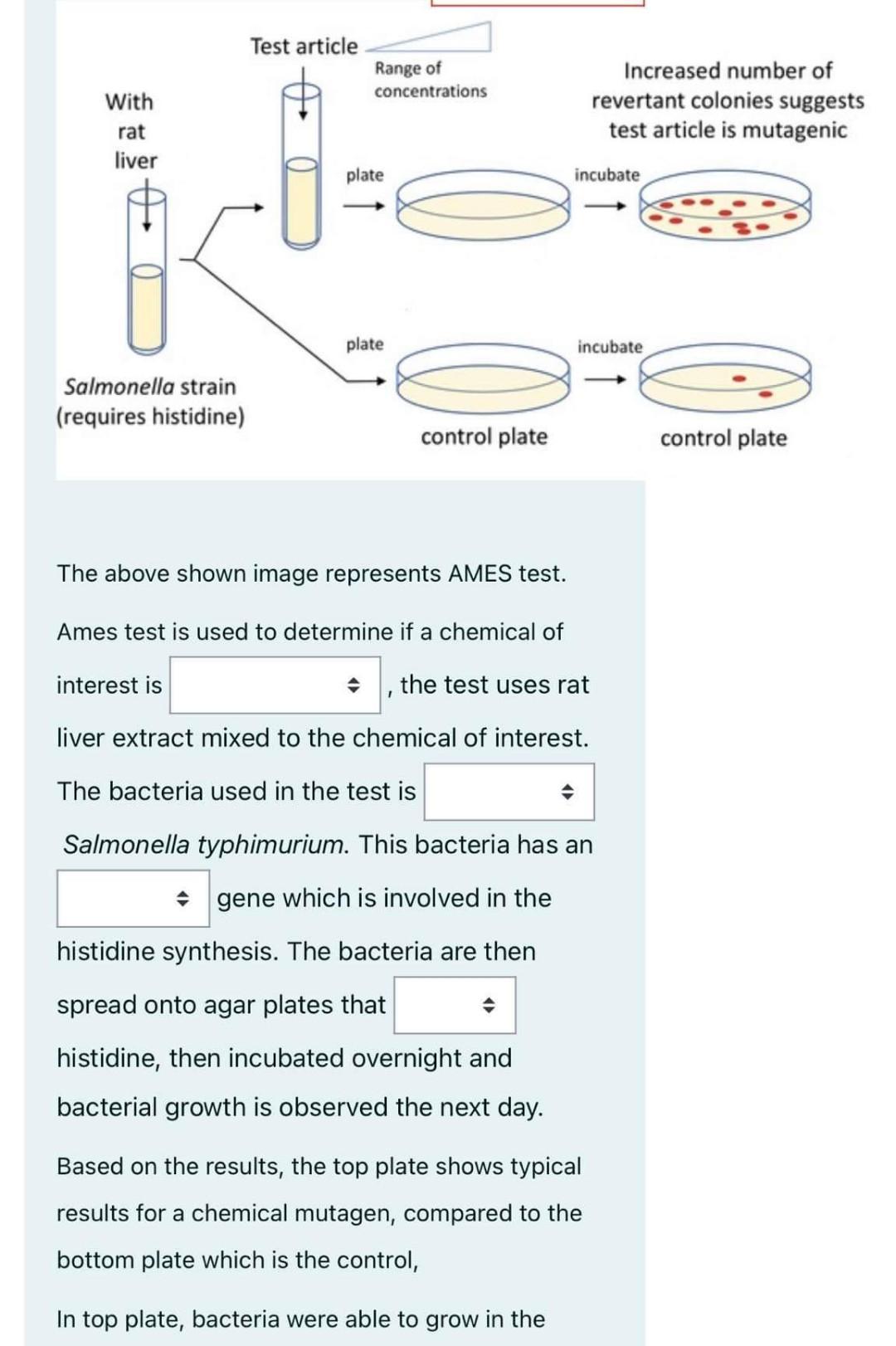 Solved The above shown image represents AMES test. Ames test