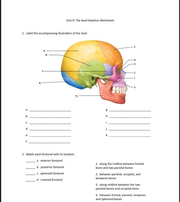 Solved Unit 9: The Axial Skeleton Worksheet 1. Label the | Chegg.com