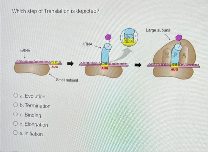 Solved Which step of Translation is depicted? Large subunit | Chegg.com