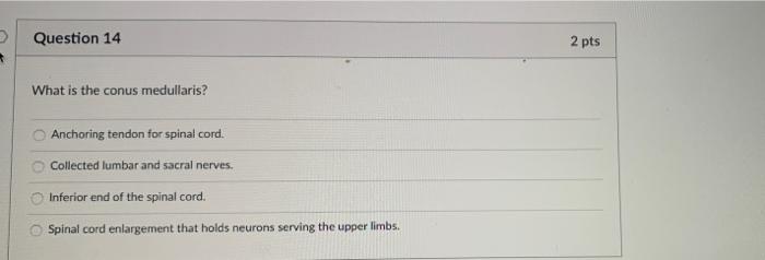 Solved > Question 14 2 pts What is the conus medullaris? | Chegg.com