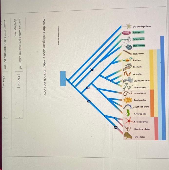 Solved From The Cladogram Above, Which Branch Includes: | Chegg.com